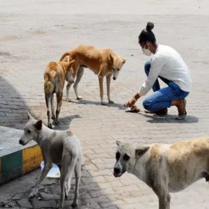 Feeding Street Dogs in India